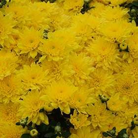 Plant Photo 9