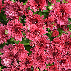 Plant Photo 4