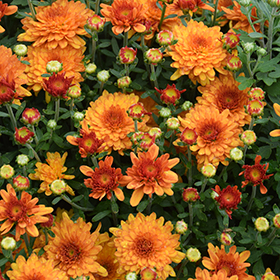 Plant Photo 8