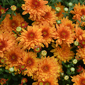 Plant Photo 7