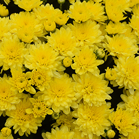 Plant Photo 3