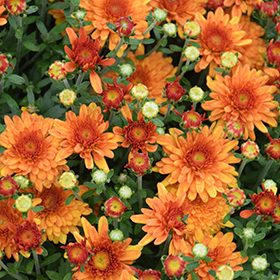 Plant Photo 9