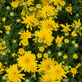 Plant Photo 6