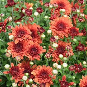 Plant Photo 5