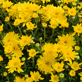 Plant Photo 6