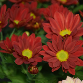 Plant Photo 6