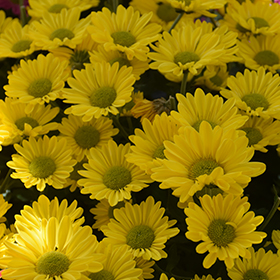 Plant Photo 9