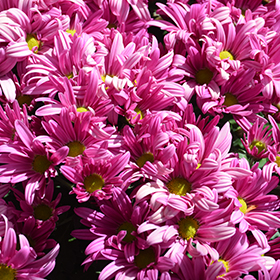Plant Photo 5