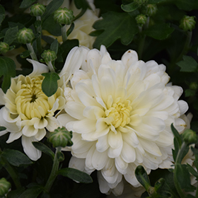 Plant Photo 8