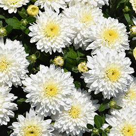 Plant Photo 6