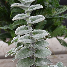 Plant Photo 10