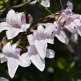 Plant Photo 8