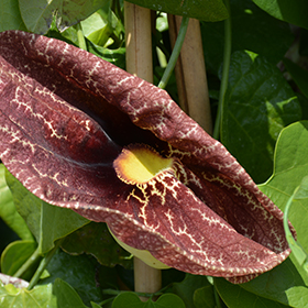 Plant Photo 3