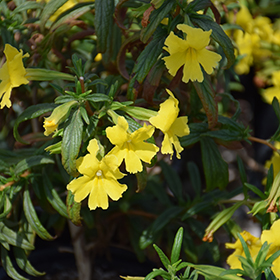 Plant Photo 1