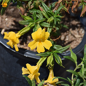 Plant Photo 7