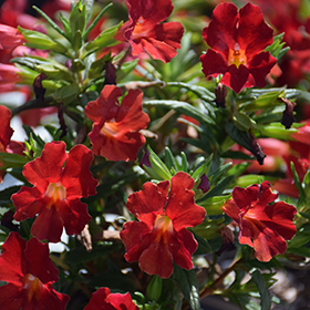 Plant Photo 6
