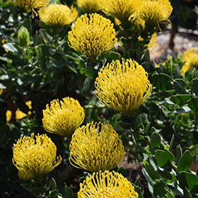 Plant Photo 5