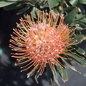 Plant Photo 6