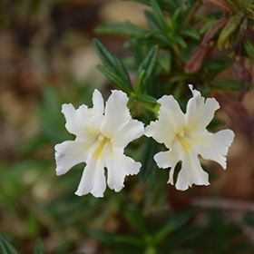 Plant Photo 3