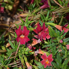 Plant Photo 5