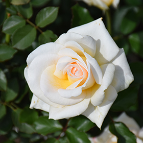 Plant Photo 3