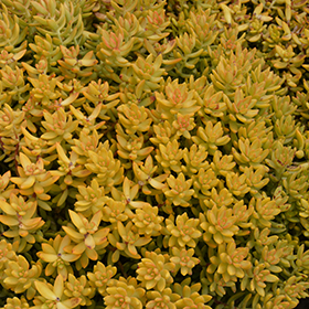 Plant Photo 4