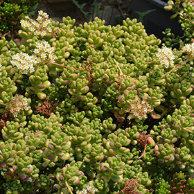 Plant Photo 3