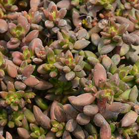 Plant Photo 4