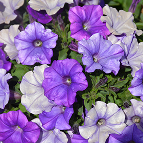 Plant Photo 5