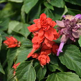 Plant Photo 6