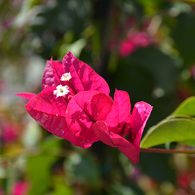 Plant Photo 4