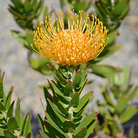 Plant Photo 4