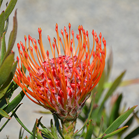 Plant Photo 9