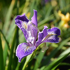 Plant Photo 7