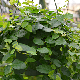 Plant Photo 7