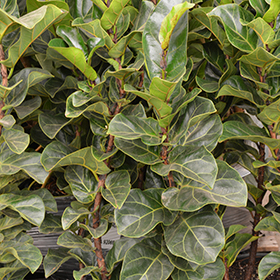 Plant Photo 10