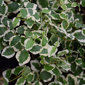 Plant Photo 6