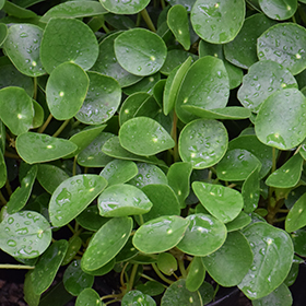 Plant Photo 1
