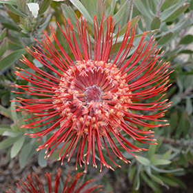 Plant Photo 7