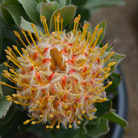 Plant Photo 10