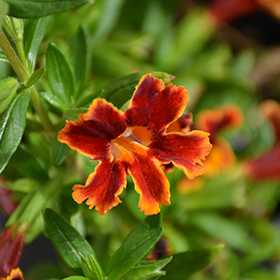 Plant Photo 9