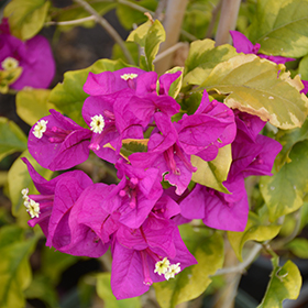 Plant Photo 7