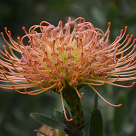 Plant Photo 1