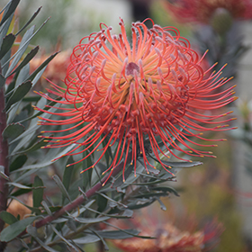 Plant Photo 3