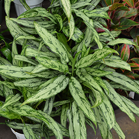 Plant Photo 4