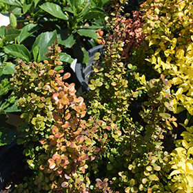Plant Photo 6