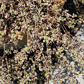 Plant Photo 4