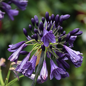 Plant Photo 2