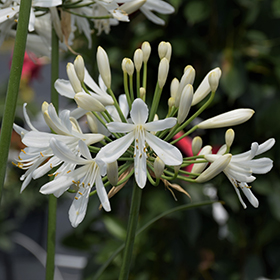Plant Photo 8