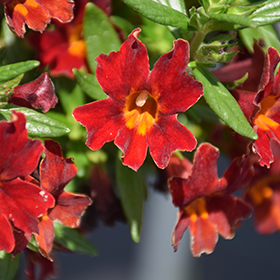Plant Photo 4